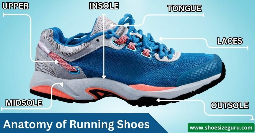 Shoe anatomy and shoe size measurements